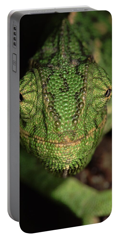 Npl Portable Battery Charger featuring the photograph Mediterranean Chameleon Chamaeleo by Hans Christoph Kappel