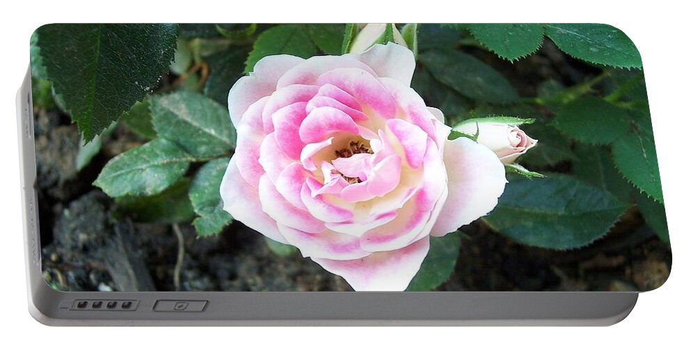 Rose Portable Battery Charger featuring the photograph Miniature Rose by Michelle Miron-Rebbe