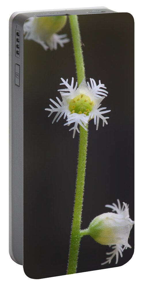 Miterwort Portable Battery Charger featuring the photograph Miterwort Flowers by Daniel Reed