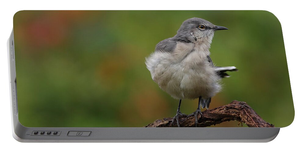 Mocking Bird Portable Battery Charger featuring the photograph Mocking Bird Perched In The Wind by Daniel Reed