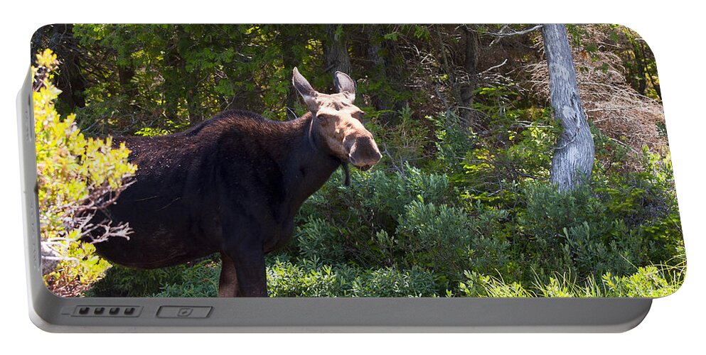 Moose Portable Battery Charger featuring the photograph Moose Baxter State Park 4 by Glenn Gordon