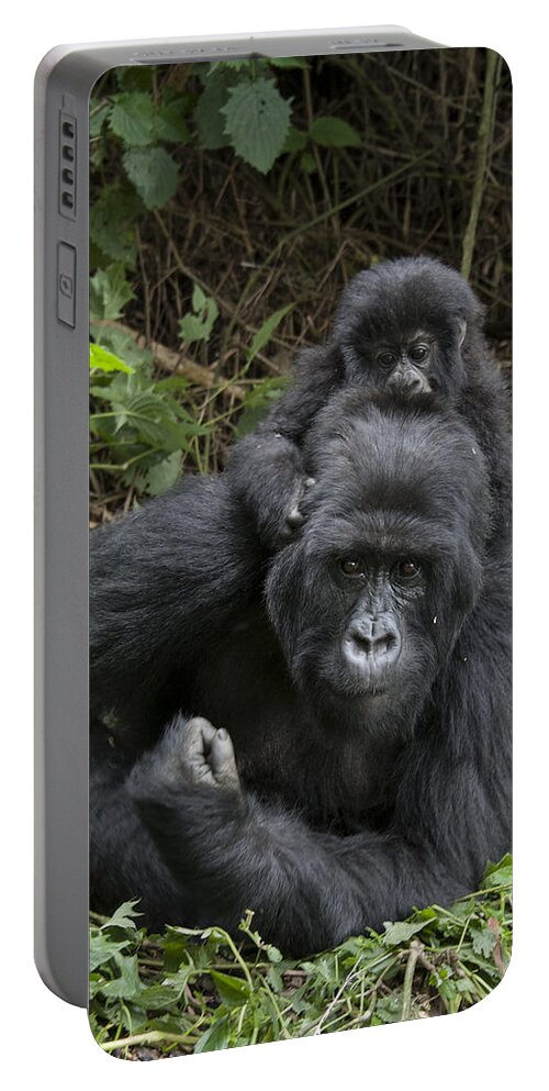 00499714 Portable Battery Charger featuring the photograph Mountain Gorilla Mother And 1.5yr Old by Suzi Eszterhas