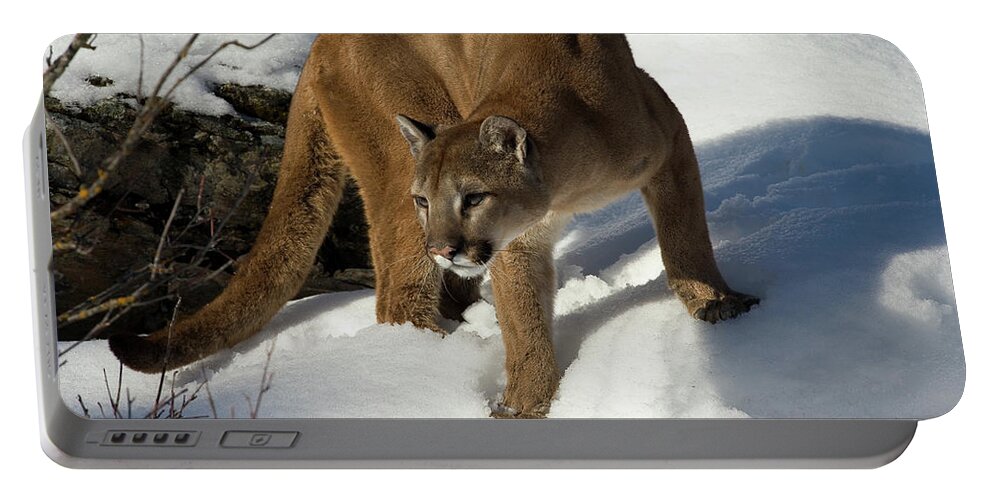 Mp Portable Battery Charger featuring the photograph Mountain Lion Puma Concolor by Matthias Breiter