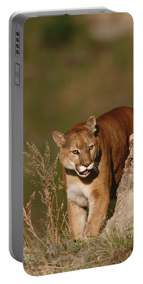 Mp Portable Battery Charger featuring the photograph Mountain Lion Puma Concolor Peering by Gerry Ellis