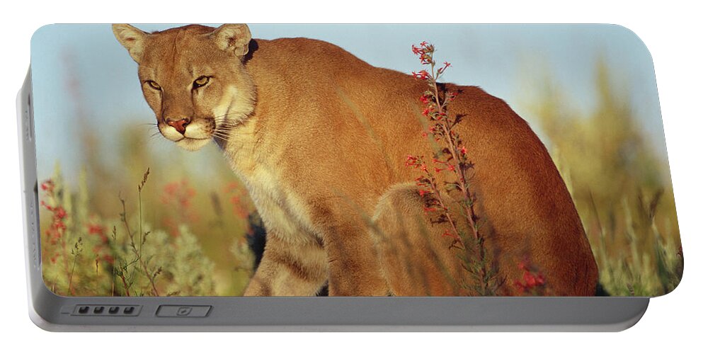Mp Portable Battery Charger featuring the photograph Mountain Lion Puma Concolor Portrait by Tim Fitzharris