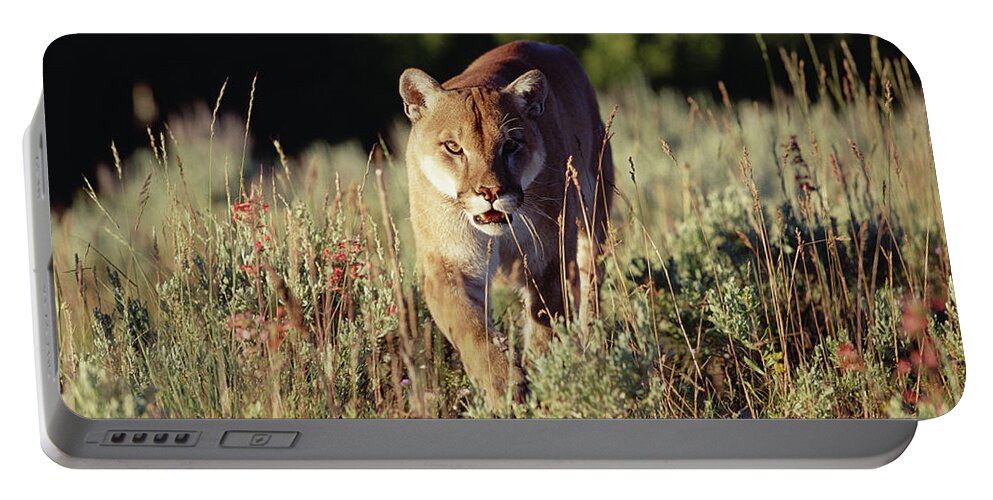 Mp Portable Battery Charger featuring the photograph Mountain Lion Puma Concolor Walking by Tim Fitzharris