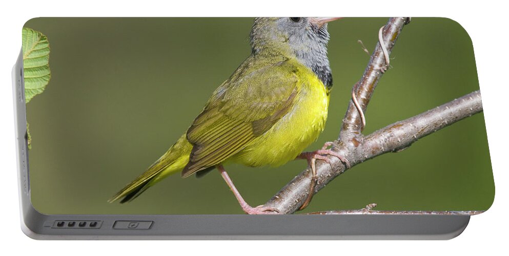 Mp Portable Battery Charger featuring the photograph Mourning Warbler Oporornis Philadelphia by Steve Gettle