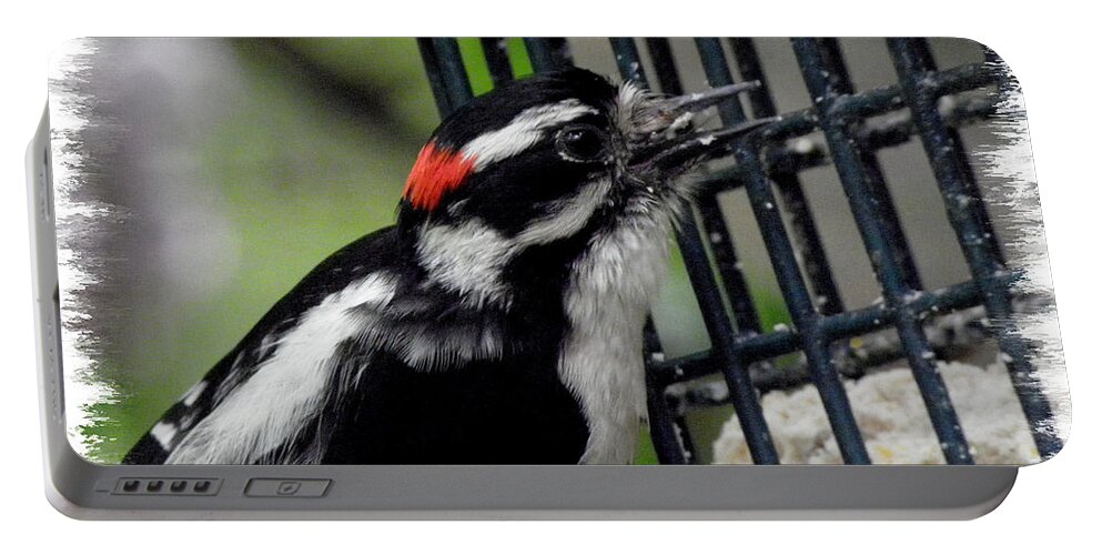 Downy Portable Battery Charger featuring the photograph Mr Downy Woodpecker by Kim Galluzzo Wozniak