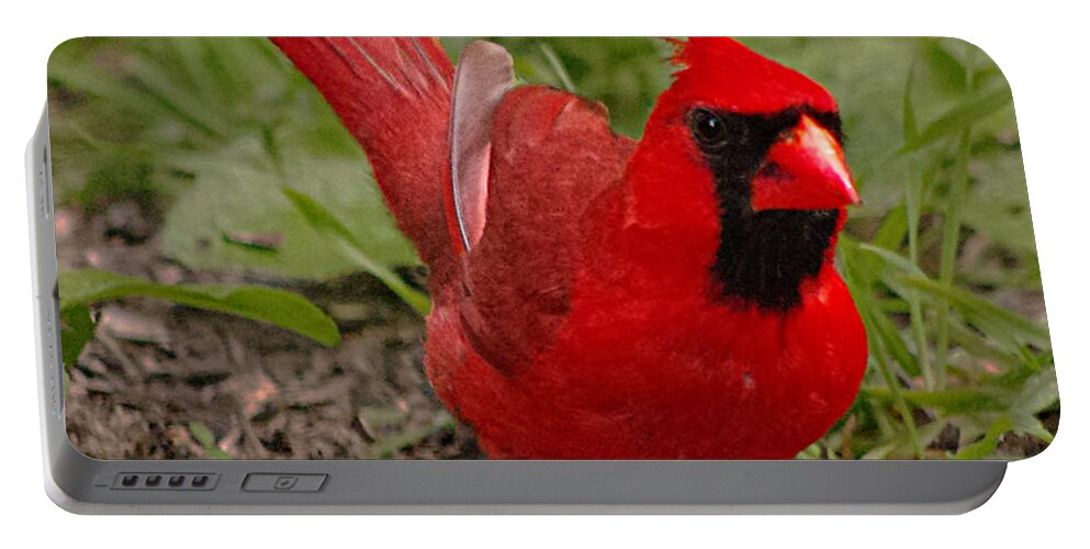 Young Male Cardinals Have The Most Brilliant Colors In The Spring. Portable Battery Charger featuring the photograph Mr. Obvious by Jenny Gandert