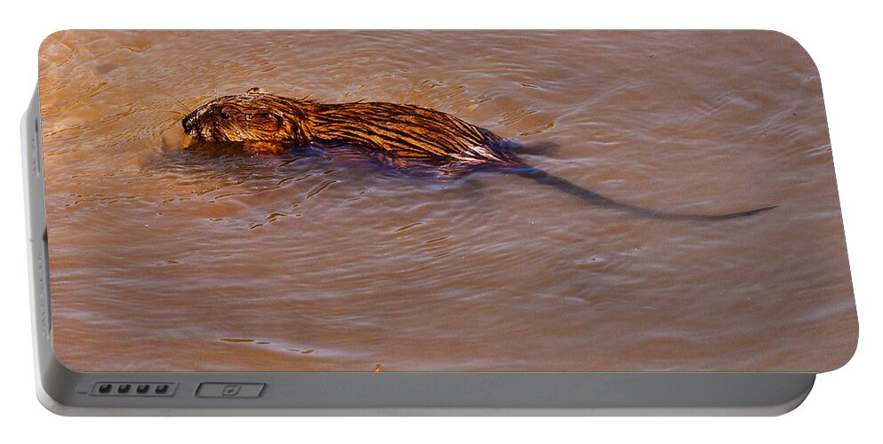 Heron Heaven Portable Battery Charger featuring the photograph Muskrat Swiming by Ed Peterson