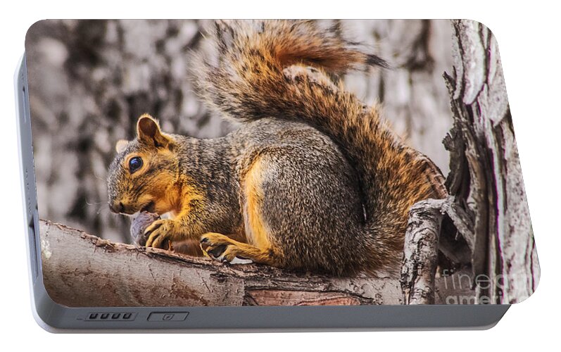 Squirrel Portable Battery Charger featuring the photograph My Nut by Robert Bales