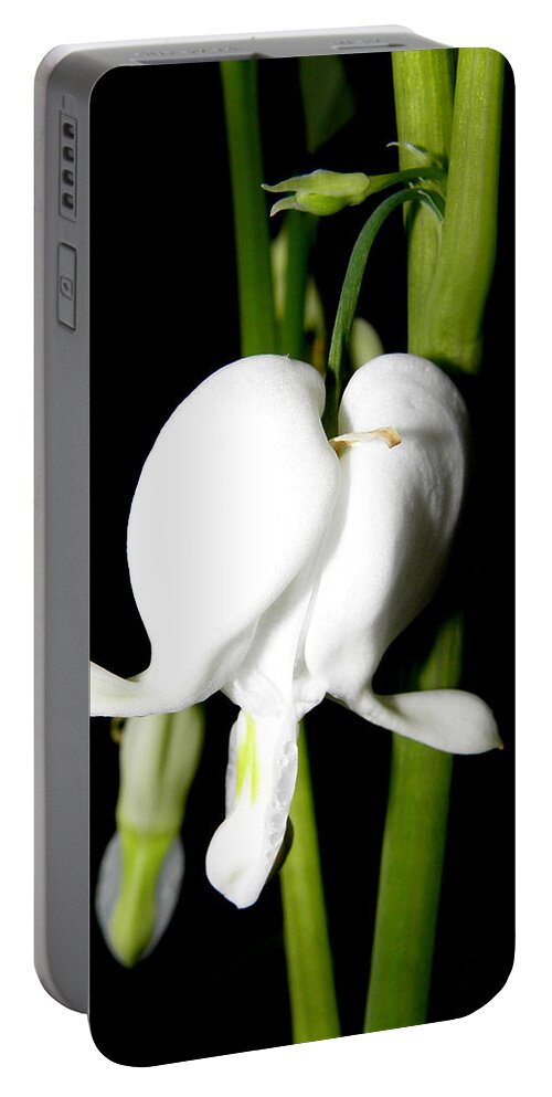 Bleeding Heart Portable Battery Charger featuring the photograph My White Heart Bleeds by Kim Galluzzo