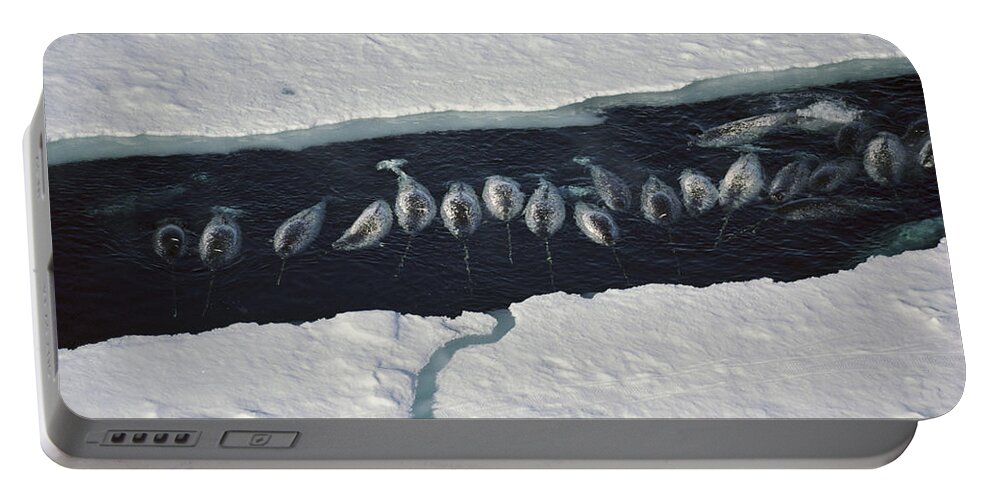 00080638 Portable Battery Charger featuring the photograph Narwhal Group In Ice Break Near Baffin by Flip Nicklin