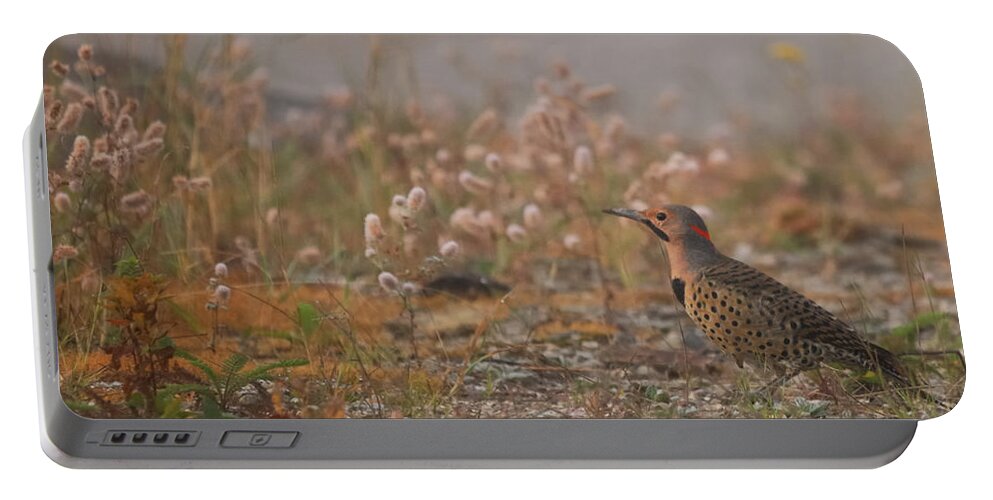 Nature Portable Battery Charger featuring the photograph Northern Flicker by Sue Capuano