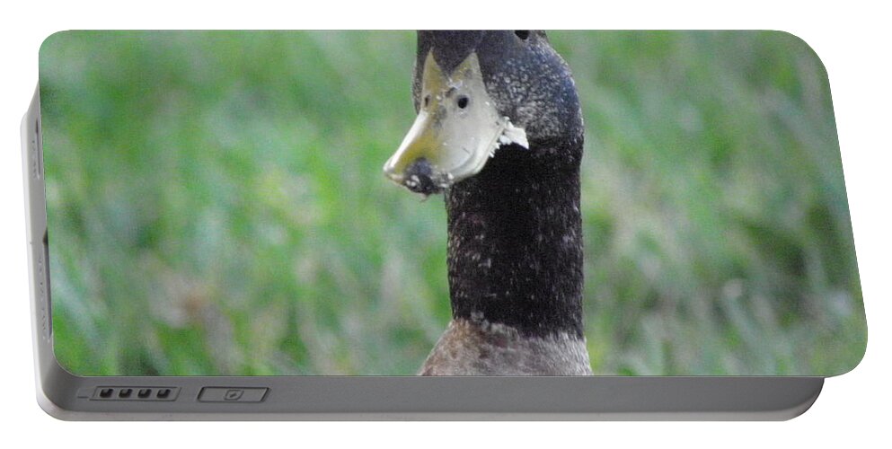 Duck Portable Battery Charger featuring the photograph Oh no by Kim Galluzzo