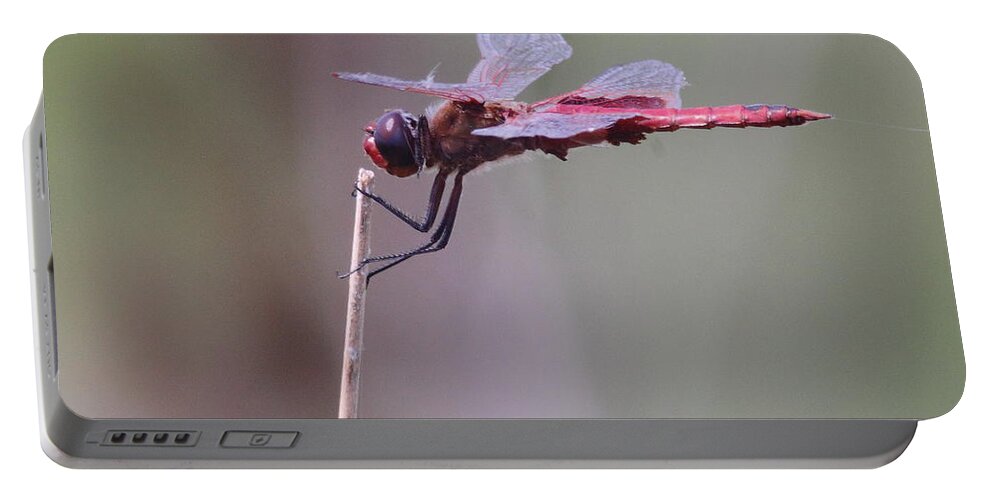 Dragonfly Portable Battery Charger featuring the photograph Open Mic Night At The Swamp by Robert Frederick
