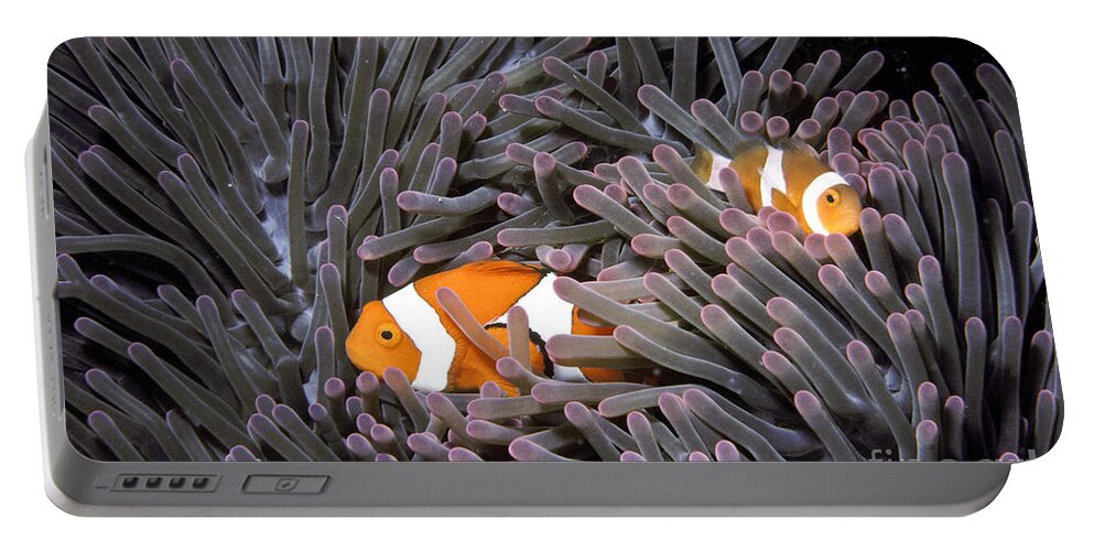 Anemone Fish Portable Battery Charger featuring the photograph Orange Clownfish In An Anemone by Greg Dimijian
