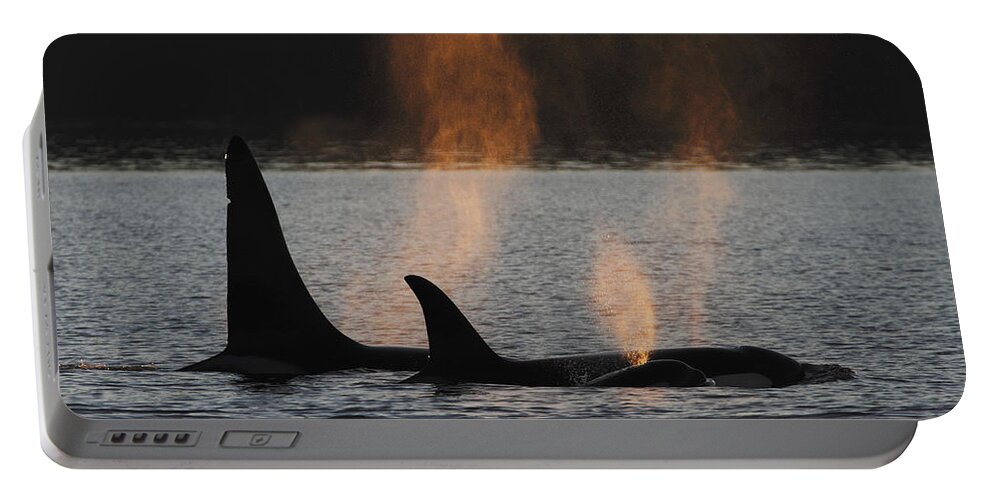 00475890 Portable Battery Charger featuring the photograph Orcas Pod Spouting by Hiroya Minakuchi