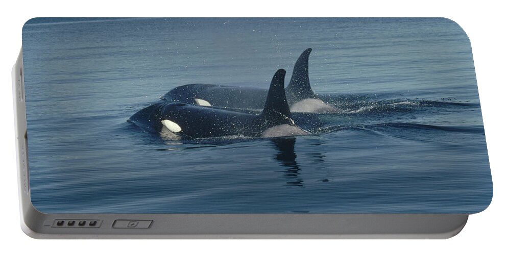 00079374 Portable Battery Charger featuring the photograph Orca Pair Surfacing British Columbia by Flip Nicklin
