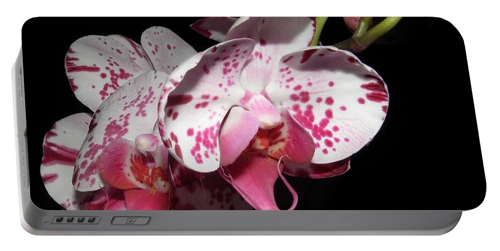 Orchid Portable Battery Charger featuring the photograph Orchid beauties by Kim Galluzzo