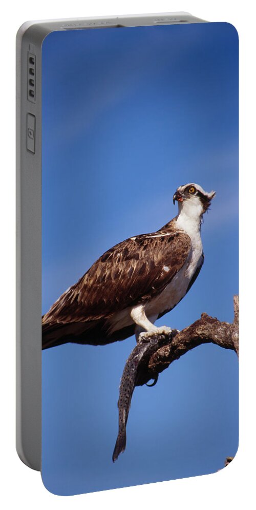 Osprey Portable Battery Charger featuring the photograph Osprey with fish by Bradford Martin