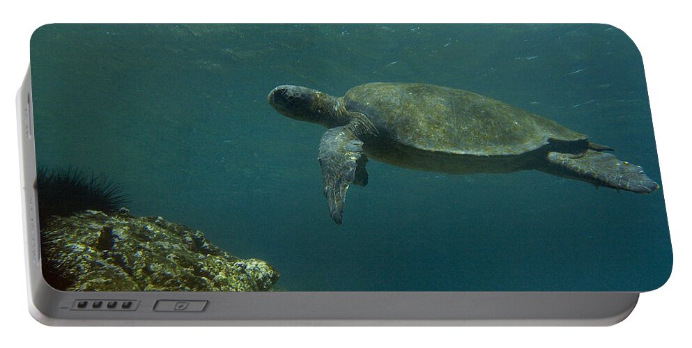 Mp Portable Battery Charger featuring the photograph Pacific Green Sea Turtle Chelonia Mydas by Pete Oxford