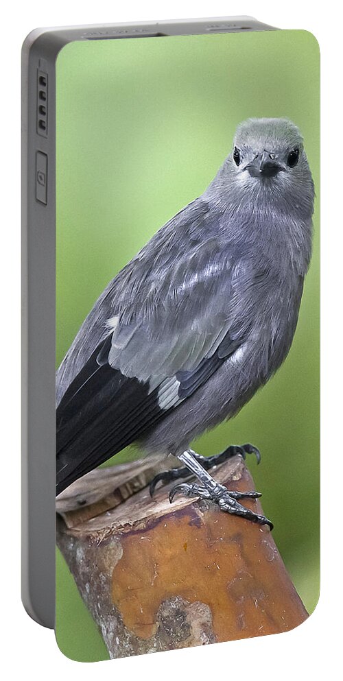 Animal Portable Battery Charger featuring the photograph Palm Tanager by Jean-Luc Baron