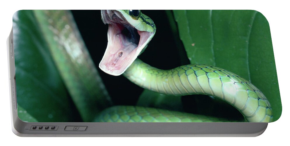 Mp Portable Battery Charger featuring the photograph Parrot Snake Leptophis Ahaetulla by Michael & Patricia Fogden