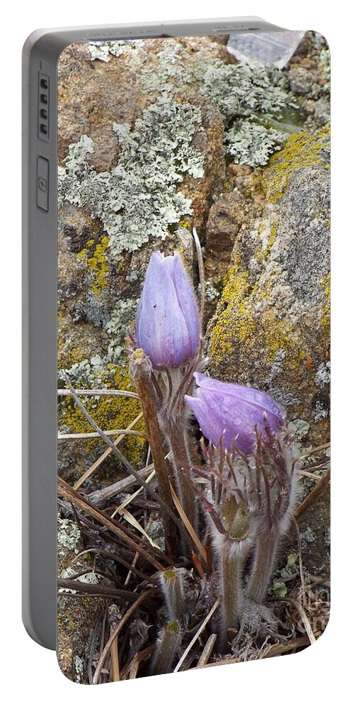 Pasque Flowers Portable Battery Charger featuring the photograph Pasque Flowers by Dorrene BrownButterfield