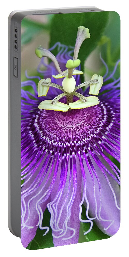 Cultivated Flowers - Plants Portable Battery Charger featuring the photograph Passion Flower by Albert Seger