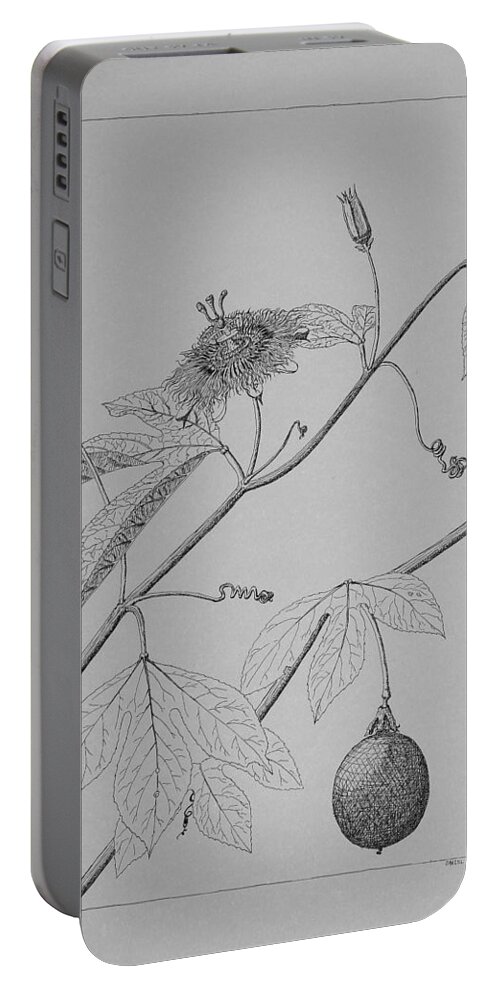 Passionflower Portable Battery Charger featuring the drawing Passionflower Vine by Daniel Reed
