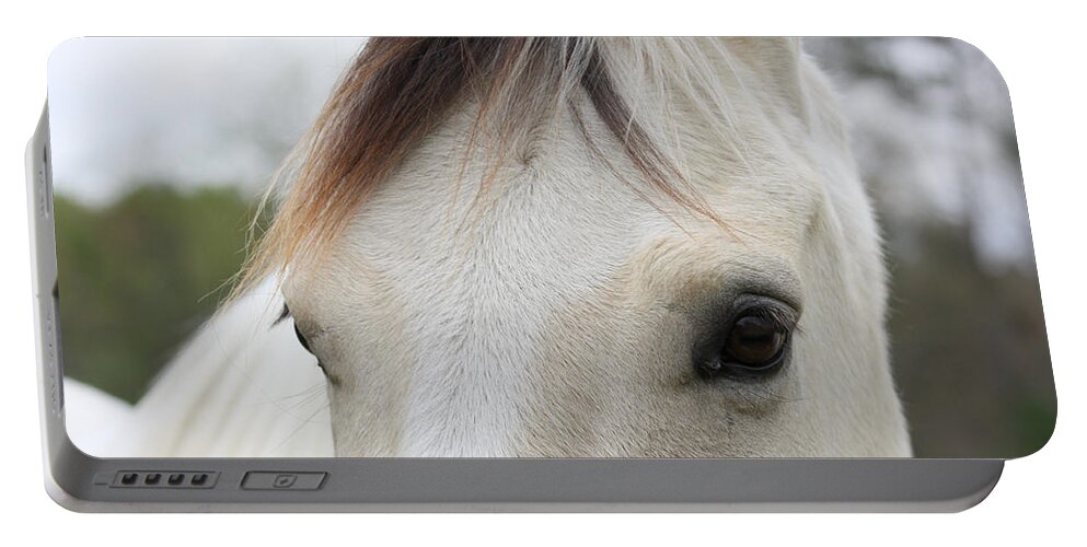 Horse Portable Battery Charger featuring the photograph Peaceful Stare by Kim Galluzzo Wozniak