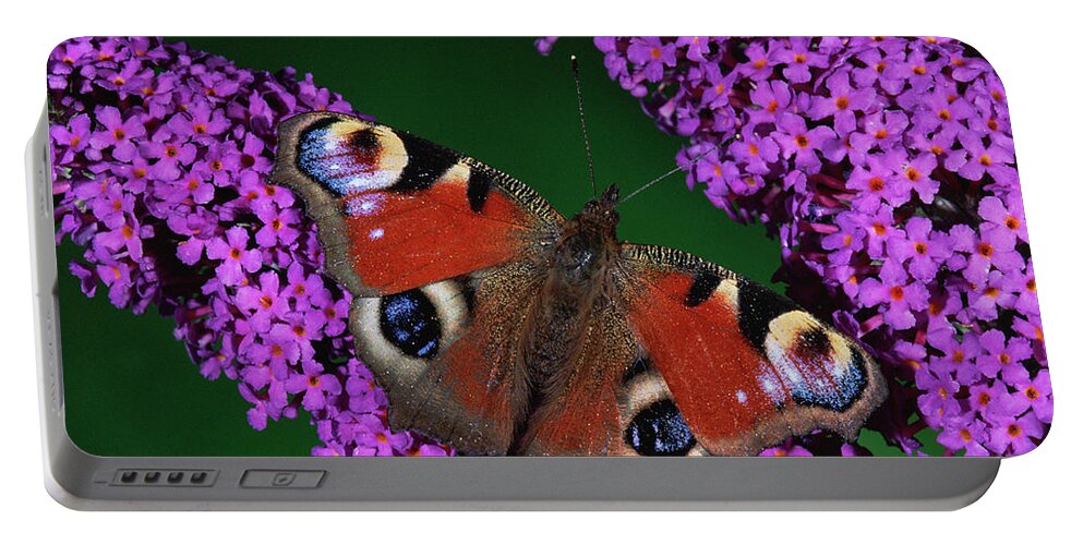 Mp Portable Battery Charger featuring the photograph Peacock Butterfly Inachis Io by Michael & Patricia Fogden