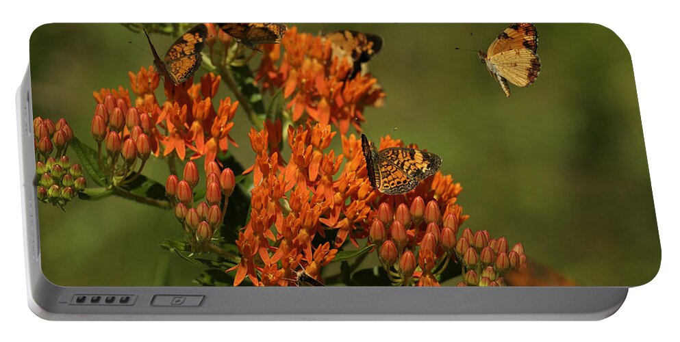 Pearly Crescentpot Butterfly Portable Battery Charger featuring the photograph Pearly Crescentpot Butterflies Landing On Butterfly Milkweed by Daniel Reed