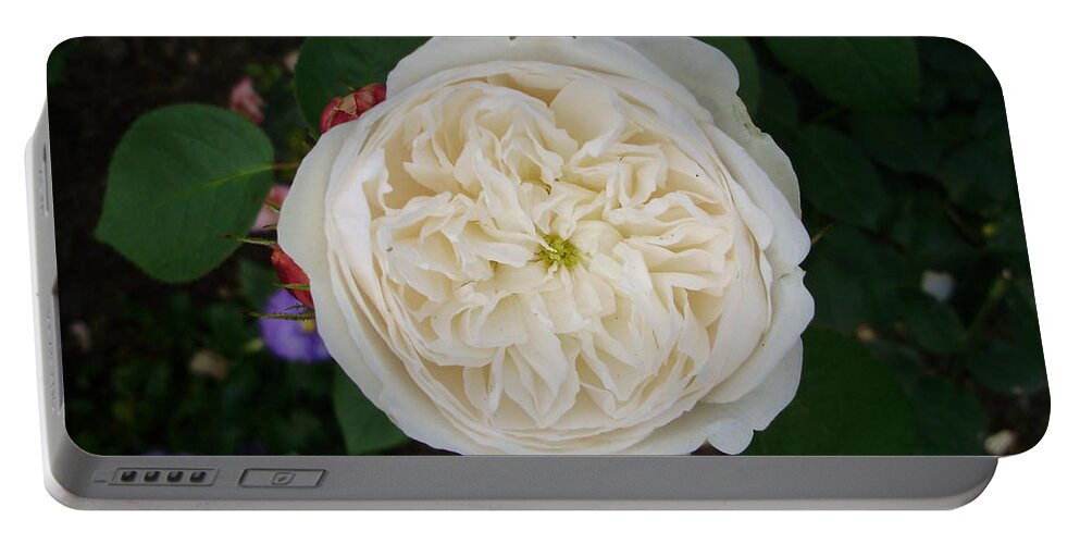 Roses Portable Battery Charger featuring the photograph Perfect Symmetry by Anjel B Hartwell