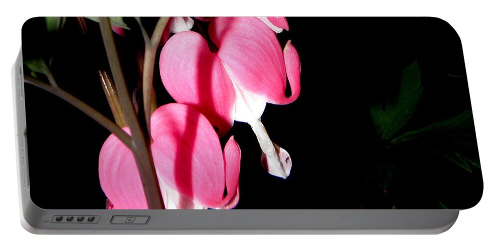 Pink Bleeding Hearts Portable Battery Charger featuring the photograph Pink Bleeding Hearts by Kim Galluzzo Wozniak
