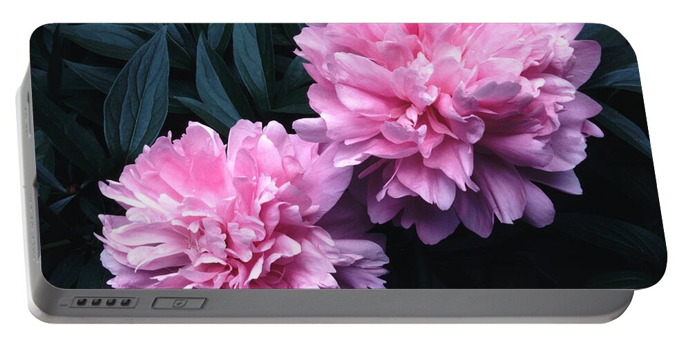 Flowers Portable Battery Charger featuring the photograph Pink Peony Pair by Tom Wurl