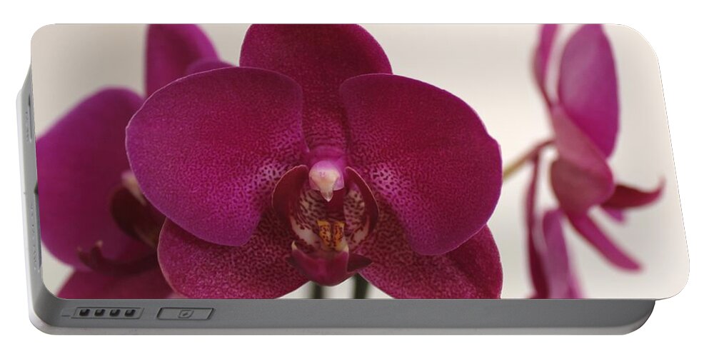 Pink Orchid Portable Battery Charger featuring the painting Pink Phalaenopsis Orchid by Georgeta Blanaru