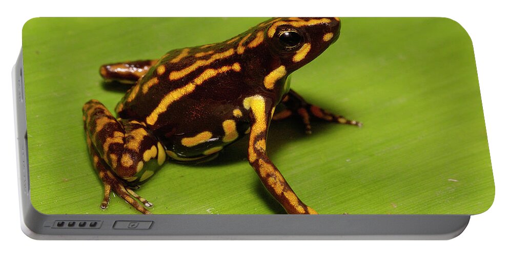 Mp Portable Battery Charger featuring the photograph Poison Dart Frog Epipedobates Sp New by Pete Oxford
