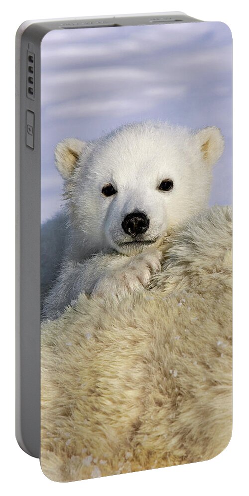 Mp Portable Battery Charger featuring the photograph Polar Bear Ursus Maritimus Three by Suzi Eszterhas