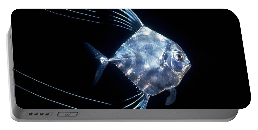 00106463 Portable Battery Charger featuring the photograph Pompano Juvenile Off Manualita Island by Flip Nicklin