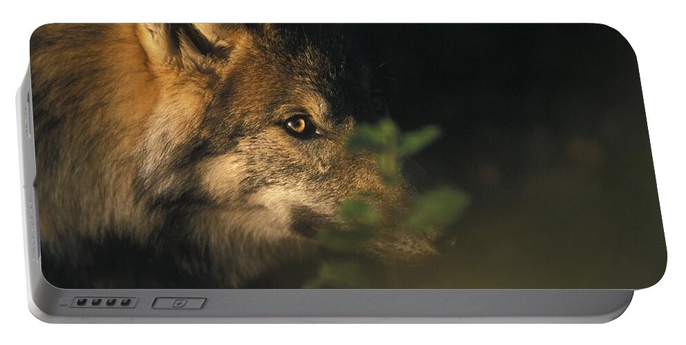 Wild Portable Battery Charger featuring the photograph Portrait of a Wolf looking through leaves by Ulrich Kunst And Bettina Scheidulin