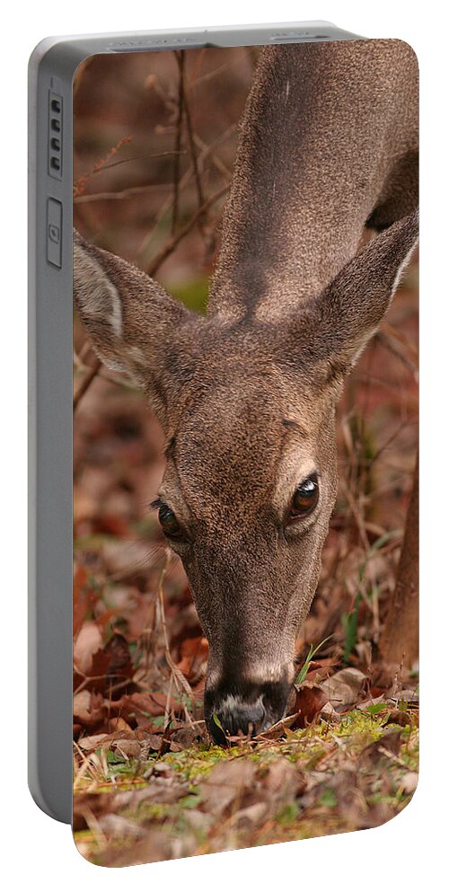 Odocoileus Virginanus Portable Battery Charger featuring the photograph Portrait Of Browsing Deer Two by Daniel Reed