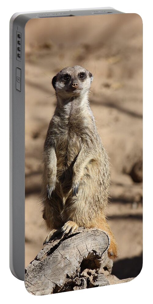 Meerkat Portable Battery Charger featuring the photograph Posing perfectly by Kim Galluzzo