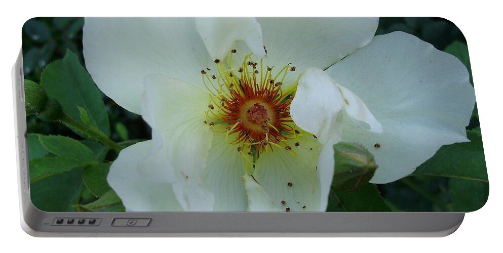 Roses Portable Battery Charger featuring the photograph Pure and Innocent by Anjel B Hartwell