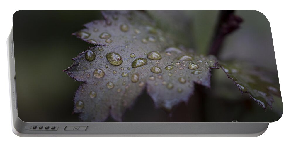 Clare Bambers Portable Battery Charger featuring the photograph Rain Drops. by Clare Bambers