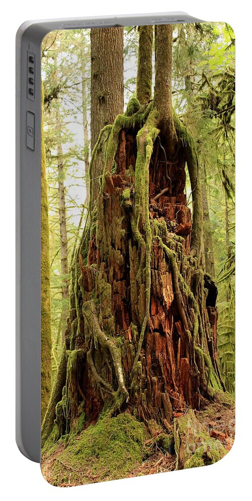 Roots Portable Battery Charger featuring the photograph Rainforest Rejuvenation by Carol Groenen