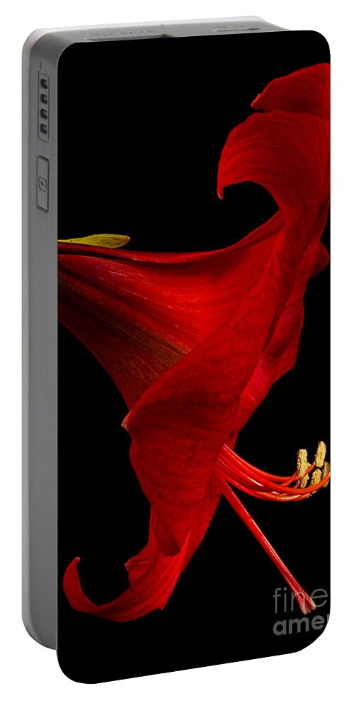 Amaryllis Portable Battery Charger featuring the photograph Red Amaryllis - 4 by Ann Garrett