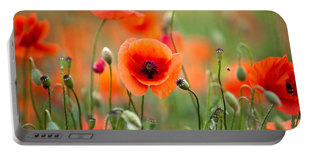 Poppy Portable Battery Charger featuring the photograph Red Corn Poppy Flowers 05 by Nailia Schwarz