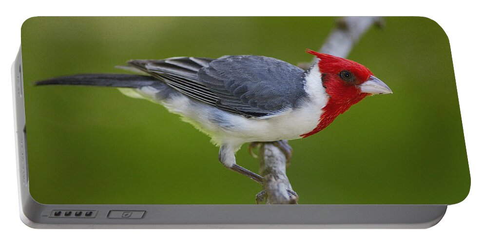Mp Portable Battery Charger featuring the photograph Red-crested Cardinal Paroaria Coronata by Pete Oxford